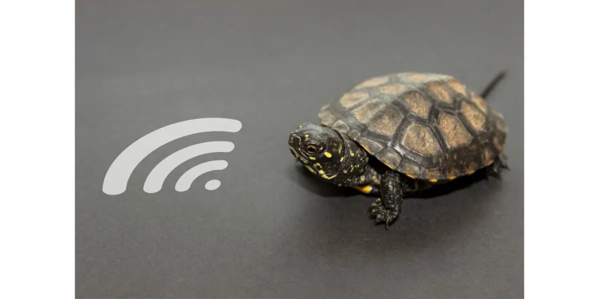 AdobeStock_211544368 turtle and wifi badge, concept, weak signal on grey background