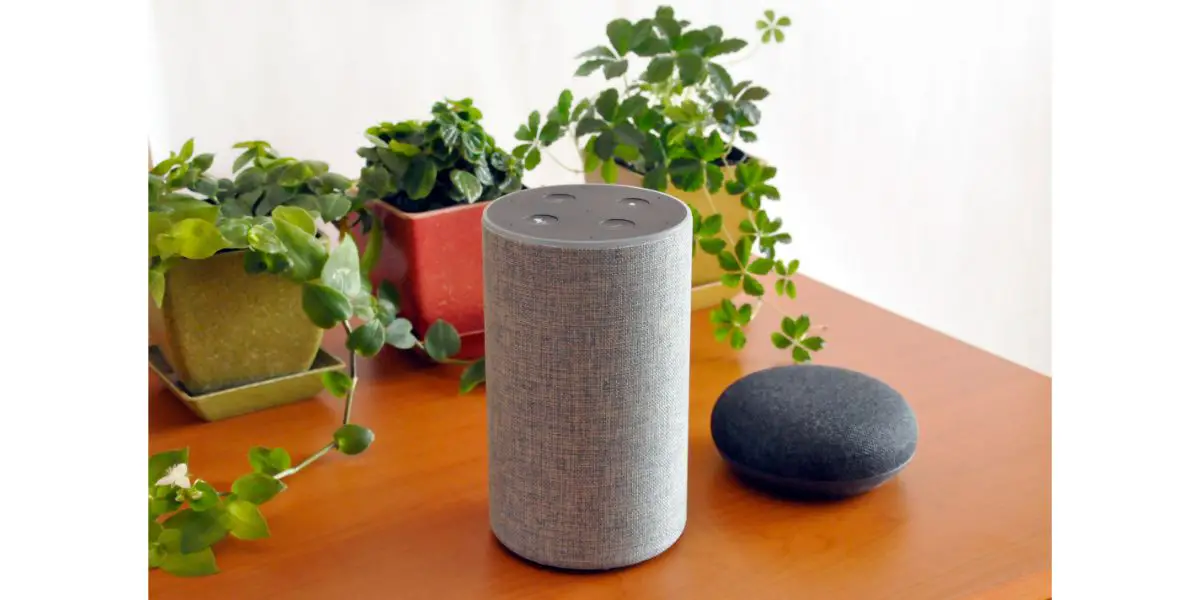 AdobeStock_267639805 2 different versions of amazon echo with plants in the background